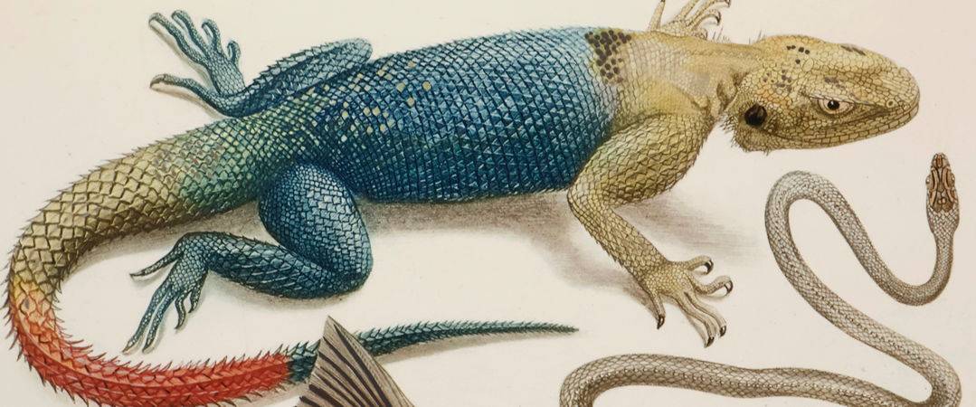 Catalogue 96 - Herpetology -Header