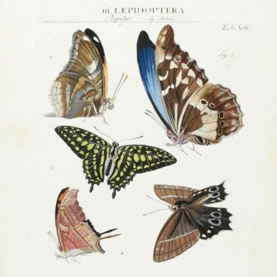 Entomology List 1 - thumbnail