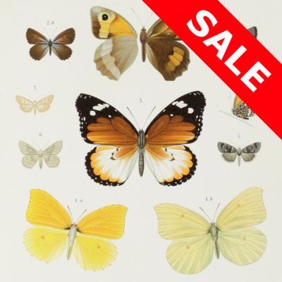 Summer Sale 2026 Additional Items - thumbnail