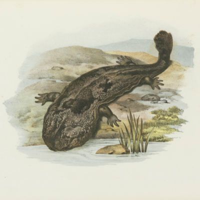 image for Amphibians