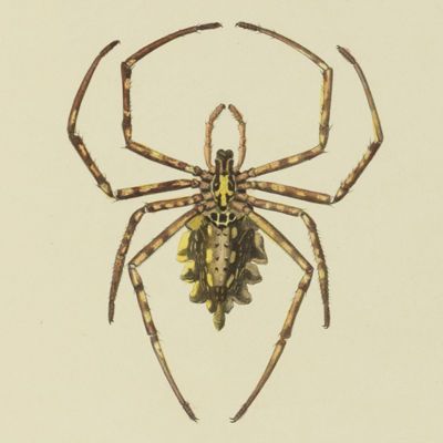 image for Arachnida