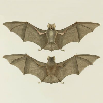 image for Bats