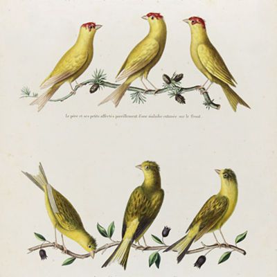 image for Bird Prints