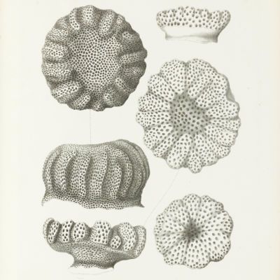 image for Bryozoa