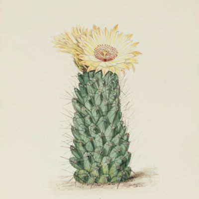 image for Cacti Prints
