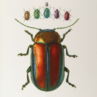 image for Coleoptera