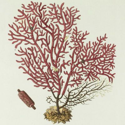 image for Corals Prints