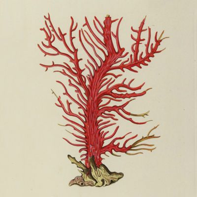 image for Corals