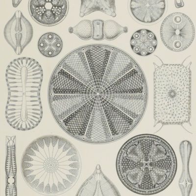 image for Diatoms
