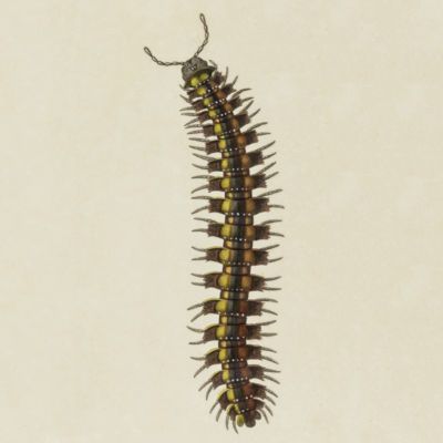image for Diplopoda