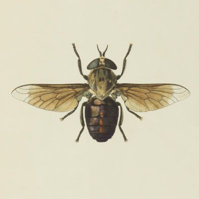 image for Diptera