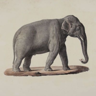 image for Elephants - Pachyderms