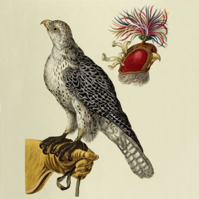 image for Falconry