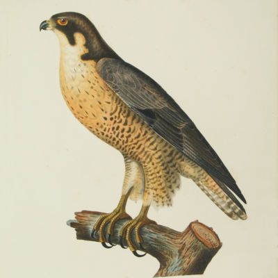 image for Falcons - Falconry