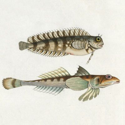 image for Fish Prints