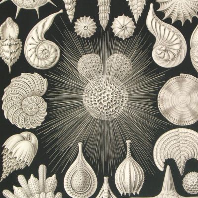 image for Foraminifera