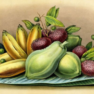 image for Fruit Prints