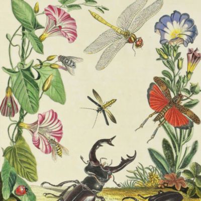 image for General Entomology