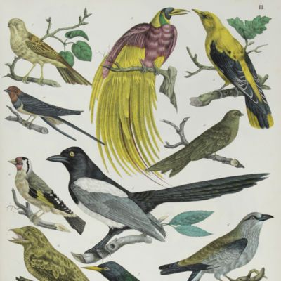 image for General Ornithology
