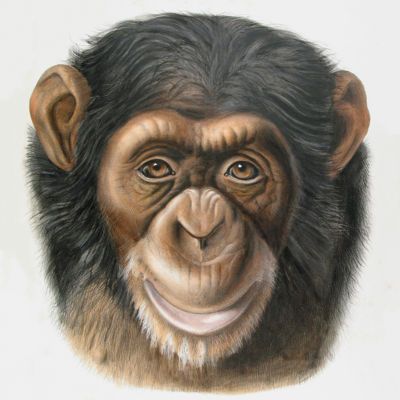 image for Great Apes