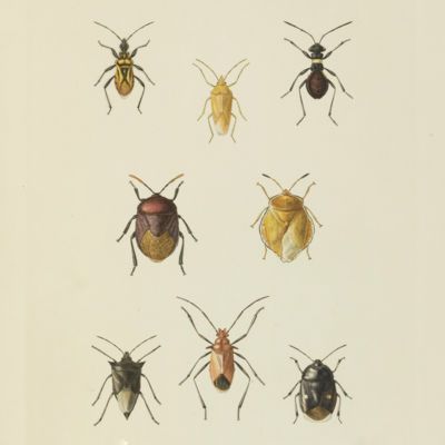image for Hemiptera
