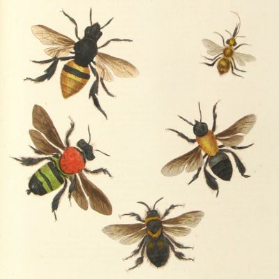 image for Hymenoptera