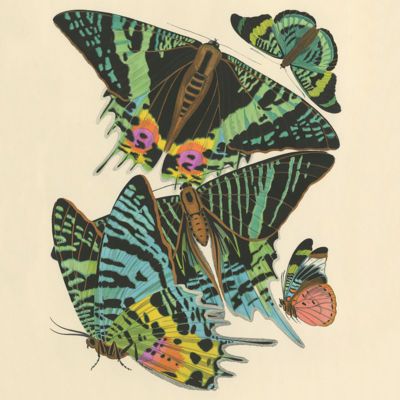 image for Insect Prints