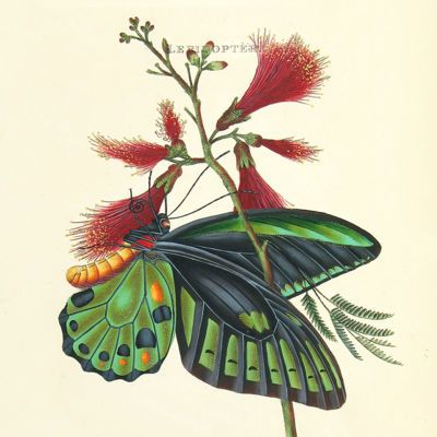 image for Lepidoptera