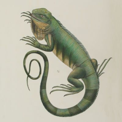 image for Lizards