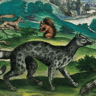image for Mammal Prints