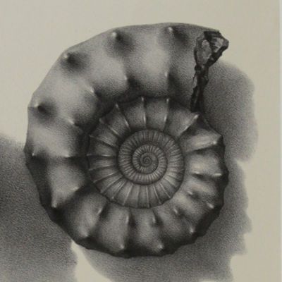 image for Mesozoic