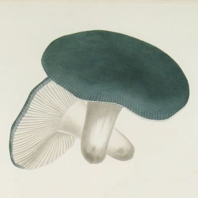 image for Mushrooms Prints