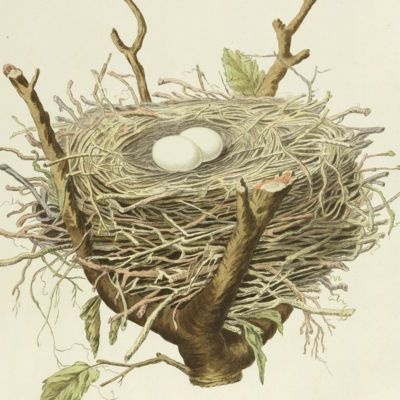 image for Nests - Eggs