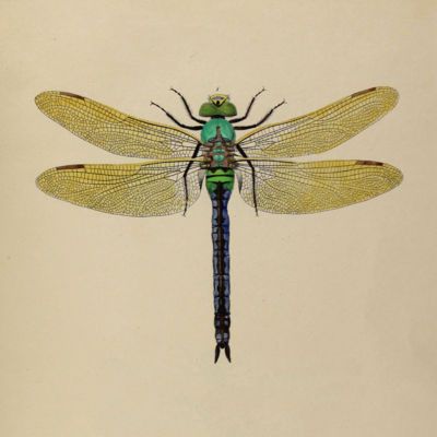 image for Odonata