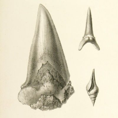 image for Oligocene
