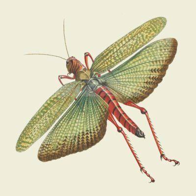 image for Orthoptera - Mantodea