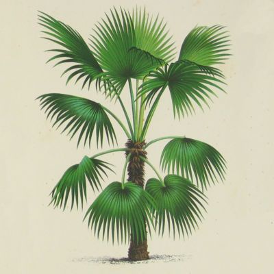 image for Palms
