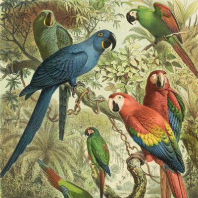 image for Parrots
