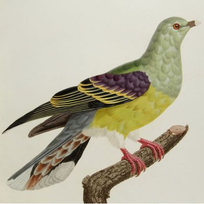 image for Pigeons