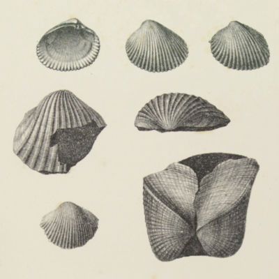 image for Pliocene