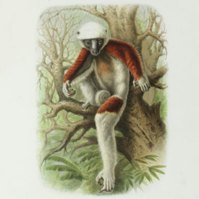 image for Primates