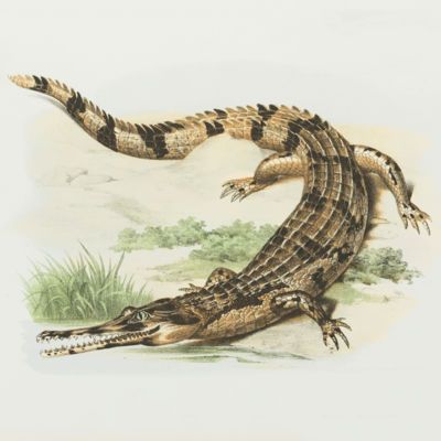 image for Reptile - Amphibian Prints