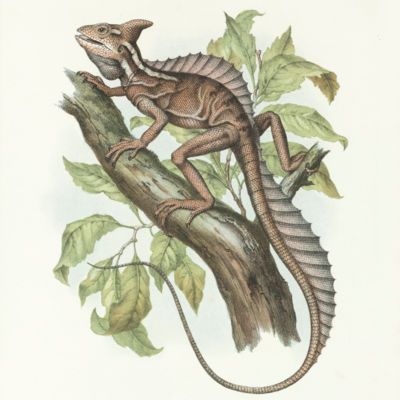 image for Reptiles
