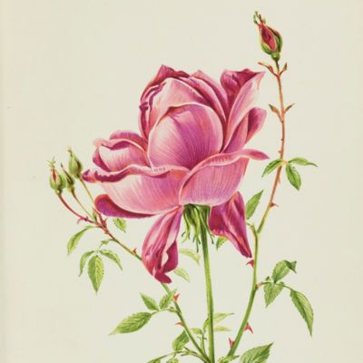 image for Roses Prints