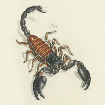 image for Scorpiones
