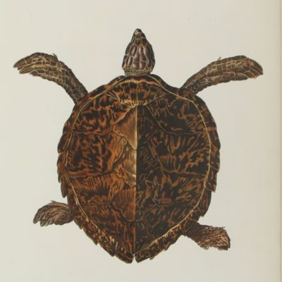 image for Turtles - Tortoises
