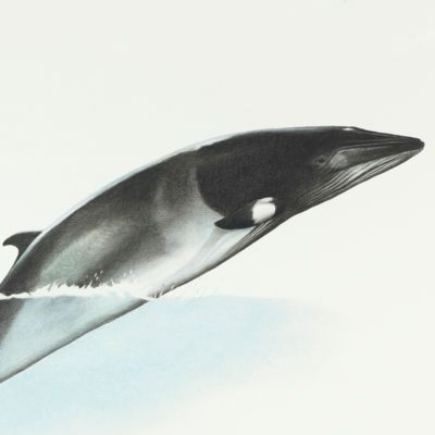 image for Whales 
