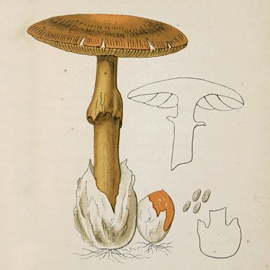 Les champignons supérieur du Tarn. Ouvrage couronné par l'Académie des Sciences de Toulouse (Medaillon d'or).