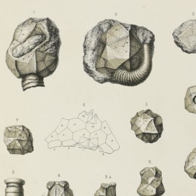 Miscellanea Silurica I-III. I. Über die Russischen Silurischen Leperditien mit Hinzuziehung einiger Arten aus den Nachbarländern (Baltikum); II. Über einige neue Baltisch-Silurische Petrefacten; III. I. Nachtrag zur Monographie der Russischen Silurischen Leperditien [AND] II. Die  Crustaceenfauna der Eurypterenschichten von Rootziküll auf Oesel.
