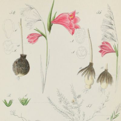 image for Flora Prussica. Abbildungen sämmtlicher bis jetzt aufgefundener Pflanzen Preussens. Dritte verbesserte und vermehrte Ausgabe.